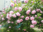 130523bara.gif
